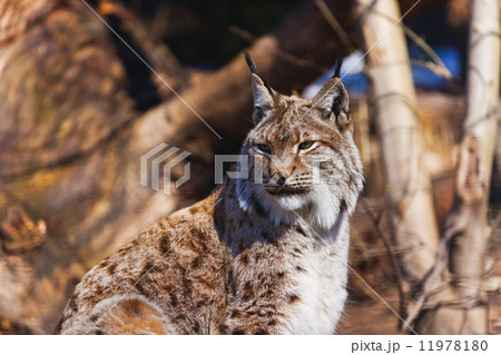 Lynx in park 11978180