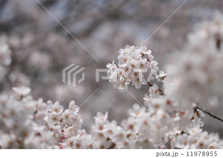 桜 桜 11978955