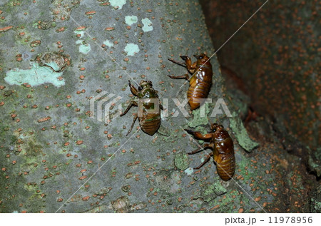 木登りする蝉の幼虫達♪ 木登りする蝉の幼虫達♪ 11978956