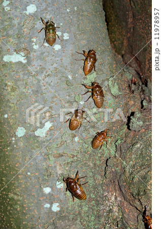 集団で木登りする蝉の幼虫達♪ 集団で木登りする蝉の幼虫達♪ 11978957