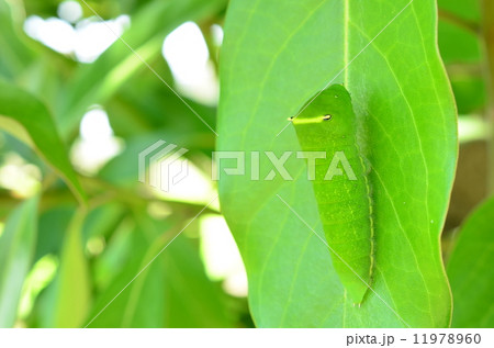 アオスジアゲハの幼虫♪ 11978960