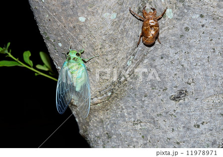 ミンミンゼミの羽化♪ 11978971