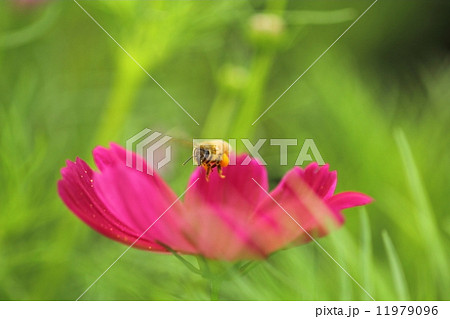 コスモス コスモス 11979096