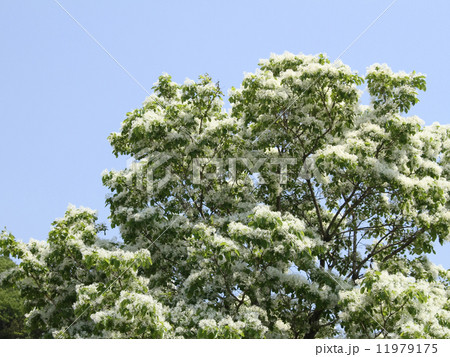 ハリエンジュ ハリエンジュ 11979175