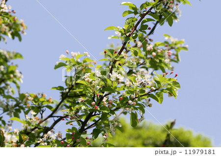 ズミ ズミ 11979181