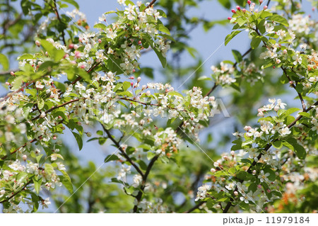 ズミ ズミ 11979184