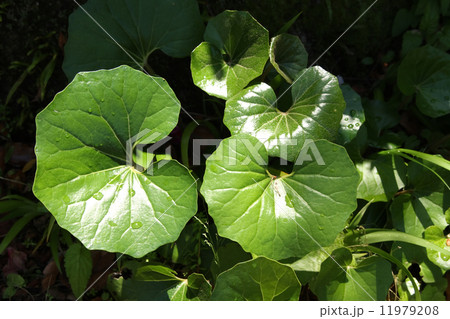 ツワブキ ツワブキ 11979208