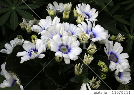 サイネリア サイネリア 11979211