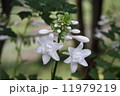 たまのかんざし 11979219