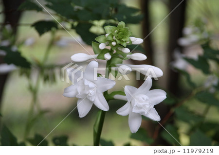 たまのかんざし 11979219