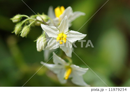 ワルナスビ 11979254