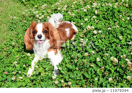 なぁに！？ 11979394