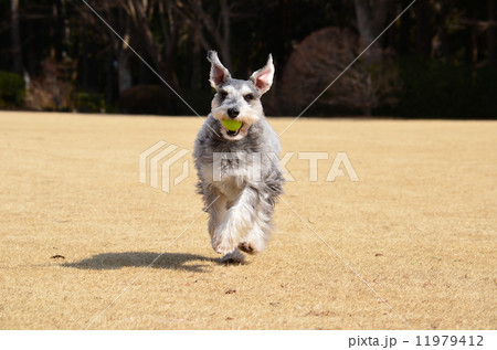 どったど~♪ どったど~♪ 11979412