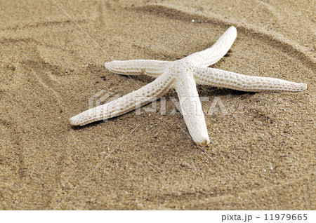 Starfish on sand 11979665