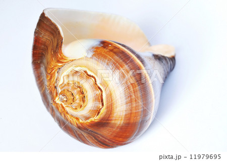Sea shell on a white background 11979695