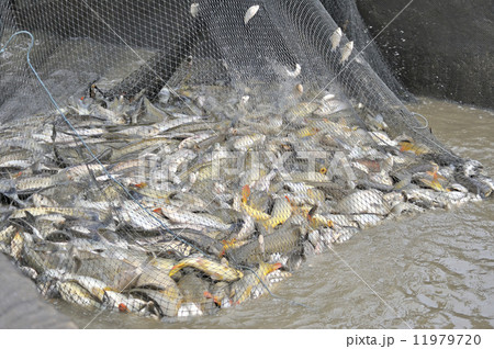 Fish in a fishing nets 11979720