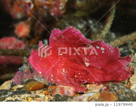 ハダカハオコゼ(紫) ハダカハオコゼ(紫) 11979940