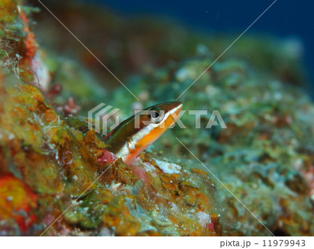 ミナミギンポ 11979943