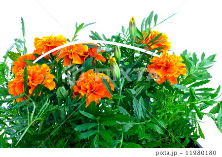 bright orange marigolds in plastic pots bright orange marigolds in plastic pots 11980180
