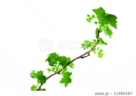 young green sprout of currant on a white background young green sprout of currant on a white background 11980387