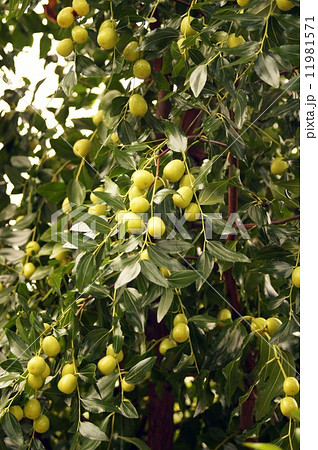 ナツメ ナツメ 11981571