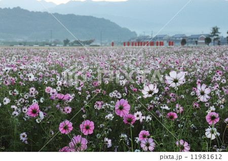 藤原宮跡　早朝のコスモス畑 11981612