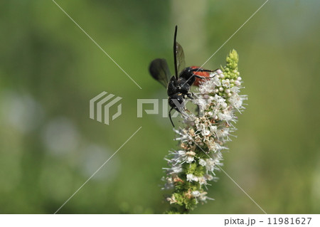 生き物　昆虫　ハラアカハキリヤドリバチ、スペアミントの花で吸蜜中 11981627