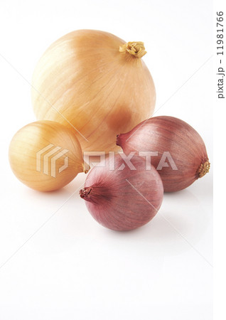 タマネギ 11981766