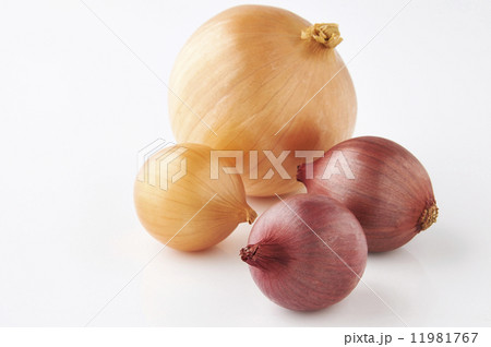タマネギ 11981767