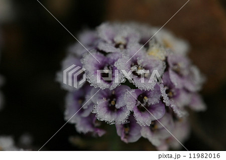 凍った花の写真素材