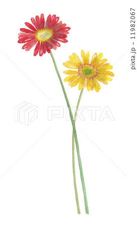 ガーベラ 11982067