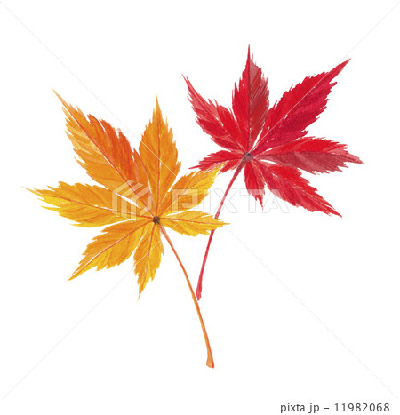 紅葉 11982068