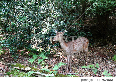 鹿40 鹿40 11982088