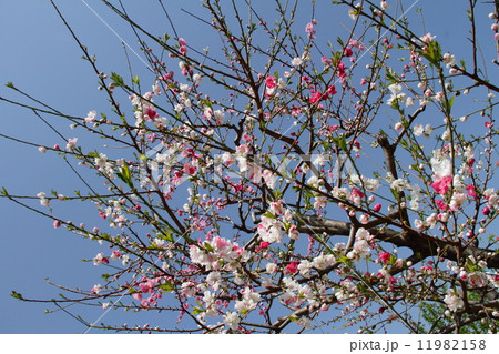 桃の花04 11982158