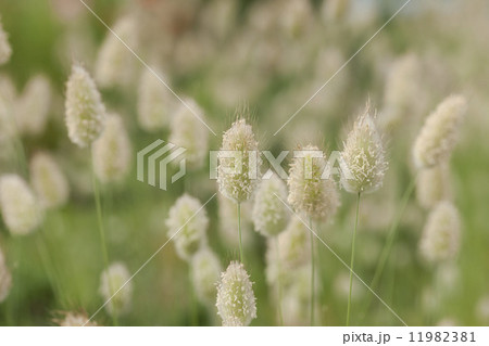 ラグラス 11982381