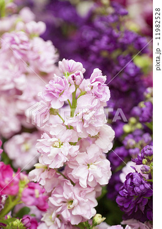 ストックの花 11982528
