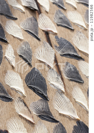 干したフグヒレ 11982566