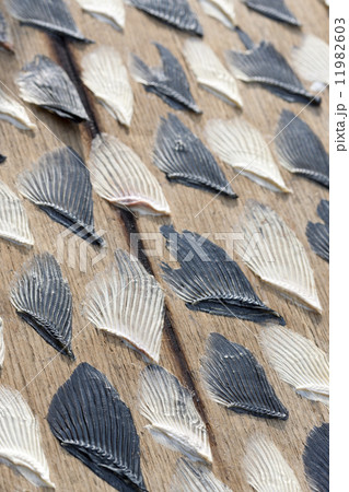 干したフグヒレ 11982603