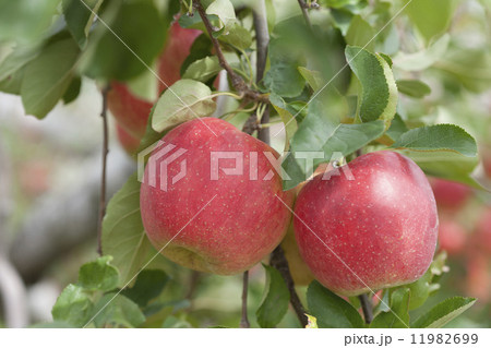 リンゴ畑　陽光 11982699