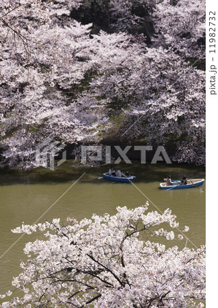 千鳥ヶ淵の花見 11982732