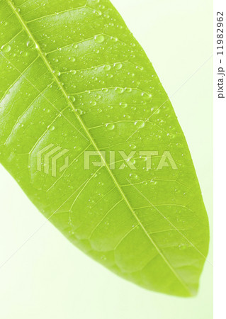 パキラの葉 11982962