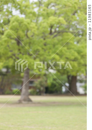 新緑の公園 11983165