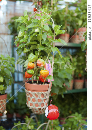 浅草　ほおずき市 11983417