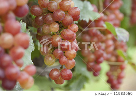 ブドウ畑　甲斐乙女 11983660