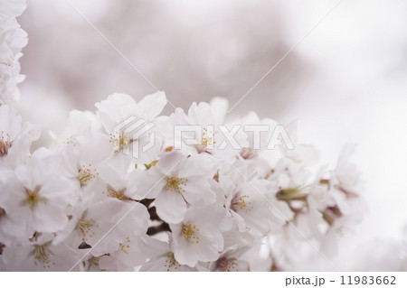 サクラの花 11983662