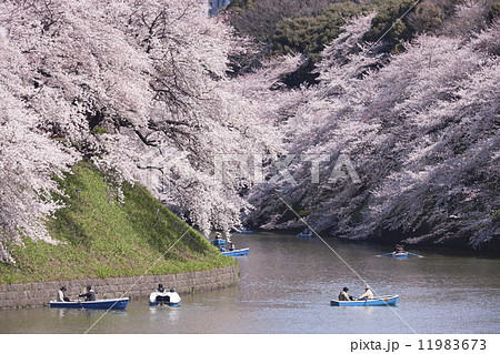 千鳥ヶ淵の花見 千鳥ヶ淵の花見 11983673