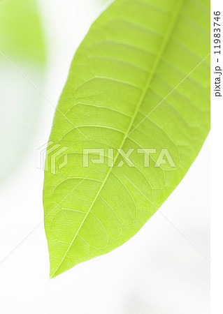 パキラの葉 11983746