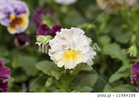 フリンジパンジー 11984108