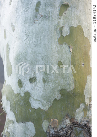 スズカケノキ 11984142