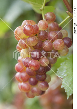 ブドウ畑　甲斐乙女 11984162